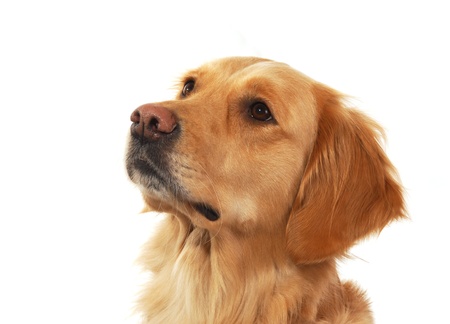 Golden retriever isolated on whiteの写真素材