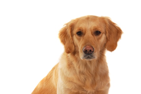 Golden retriever isolated on whiteの写真素材