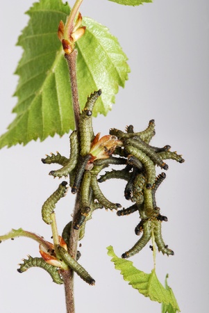 Caterpillars of the Kentish Gloryの写真素材