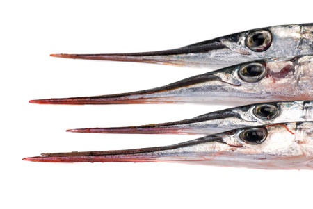 The Garfish  Belone belone,  Heads の写真素材
