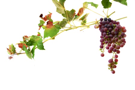 wines with clusters of grapesの写真素材