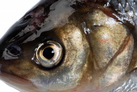 Ide fish (Leuciscus idus)の写真素材