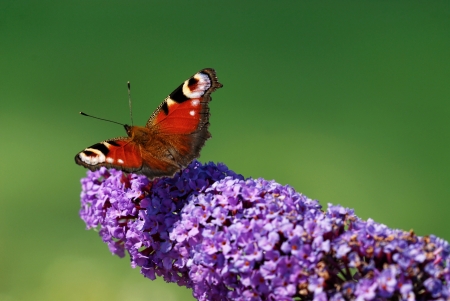 A peacock butterfly (Ichnasis io) on a budelia flowerの写真素材
