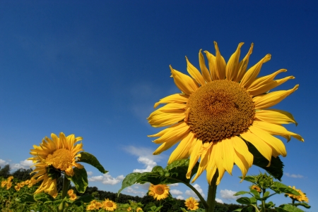 Sunflower towards a blue skyの写真素材