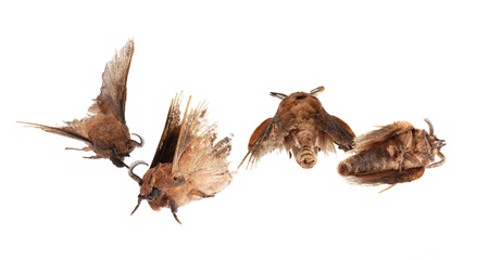 Four dead and worn out mouths  The Lappet Moth   Gastropacha quercifolia  , isolated on whiteの写真素材