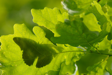 Poplar admiral  Liminitis populi   Seen through oak leaves  Photo taken at Bialowieza National Park in Polandの写真素材