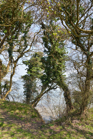 Trees clad in ivy along the coast in Denmarkの写真素材