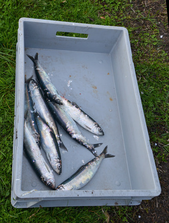 Some herrings in a caseの写真素材