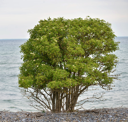 Elder berry tree  Sambucus nigra  photographed at the coast of the Baltic, Denmark の写真素材