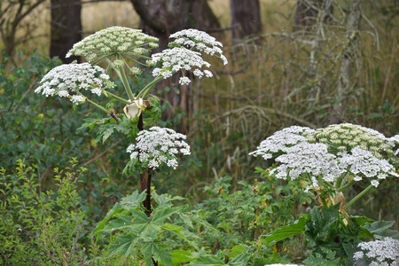 Giant Hogweed  Heracleum mantegazzianum , phototoxic plant in the umbellifera family の写真素材