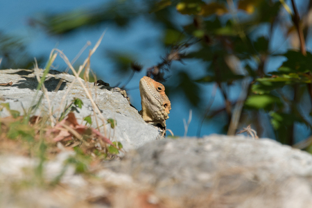 Gecko on a rock in natureの写真素材