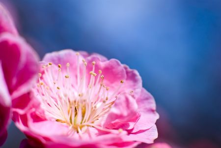 Ume the Japanese plum closeup and blue skyの写真素材