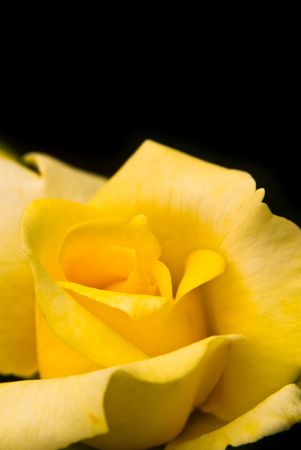 yellow rose with leaves closeup, black backgroundの写真素材