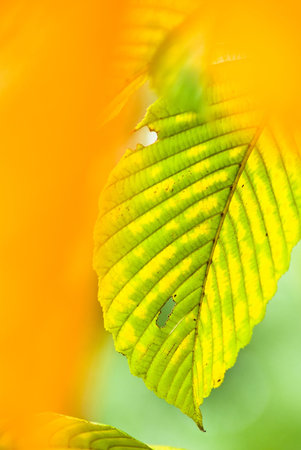 autumn leaves