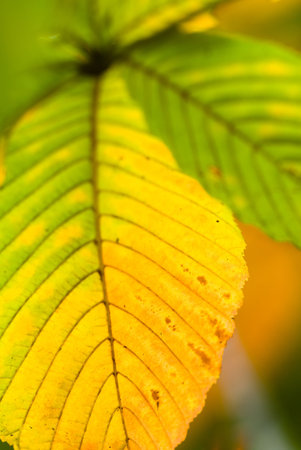 autumn leaves