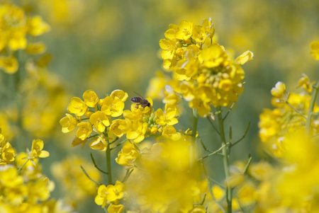 Mustard Flower and HoneyBee