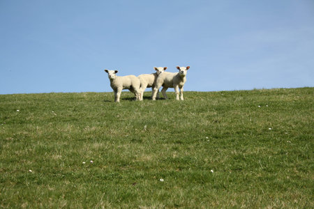Lambs on dike in spring. 02-04-2011, Termunterzijl, Groningen.