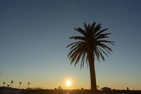 Enoshima is a typical tourist destination of Shonan. I shot a coconut tree and a sunrise in this place.の写真素材