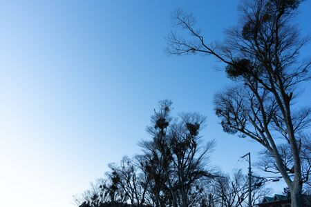 Blue sky and tree silhouette with contrast. Taken at a lake around Mt. Fuji.の写真素材