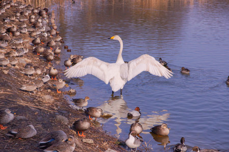 swan on the lake in Japanの写真素材