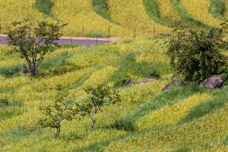 Rural scenery, rice field with superb view