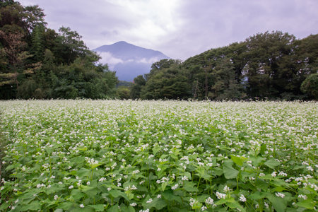 Japanese agriculture, buckwheat flower sceneryの写真素材