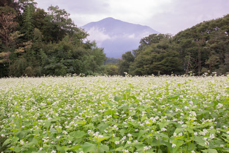 Japanese agriculture, buckwheat flower sceneryの写真素材