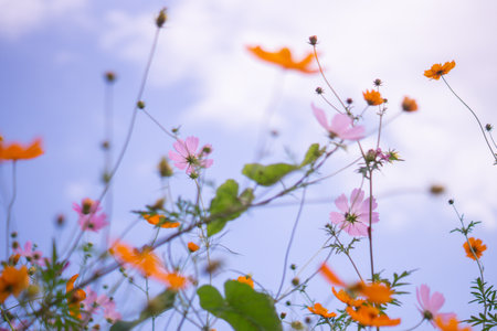 Sky and colorful cosmos in Japanの写真素材
