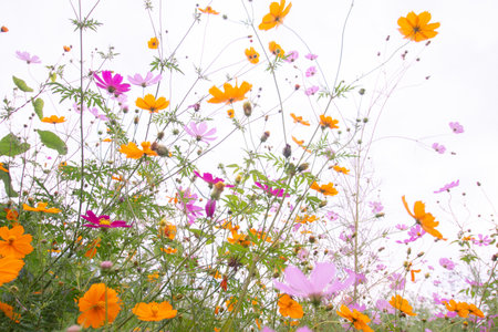 Sky and colorful cosmos in Japanの写真素材