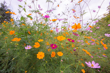 Sky and colorful cosmos in Japanの写真素材