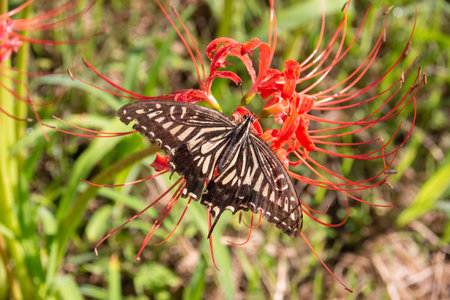 Japanese nature, red spider lily and swallowtail butterflyの写真素材