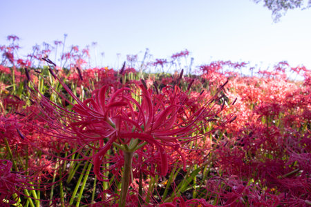 Japanese nature, red spider lily and rice fieldの写真素材