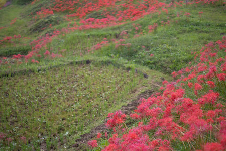 Japanese nature, red spider lily and rice fieldの写真素材