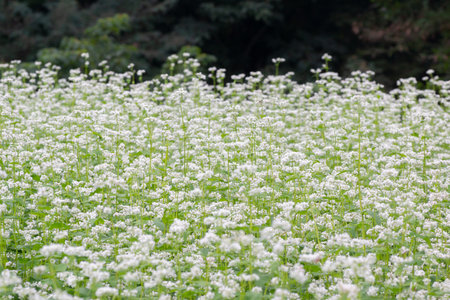 Japanese agriculture, buckwheat flower sceneryの写真素材