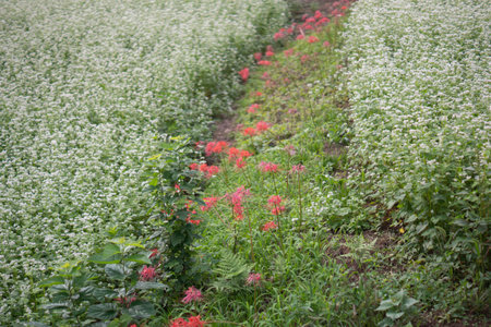 Japanese agriculture, buckwheat flower sceneryの写真素材