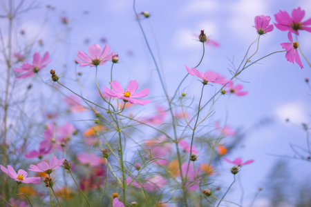 Sky and colorful cosmos in Japanの写真素材