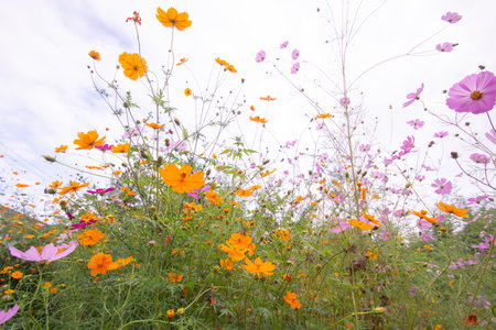 Sky and colorful cosmos in Japanの写真素材