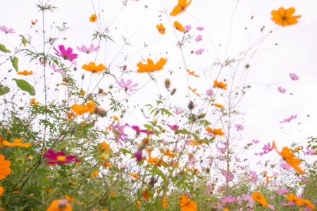 Sky and colorful cosmos in Japanの写真素材