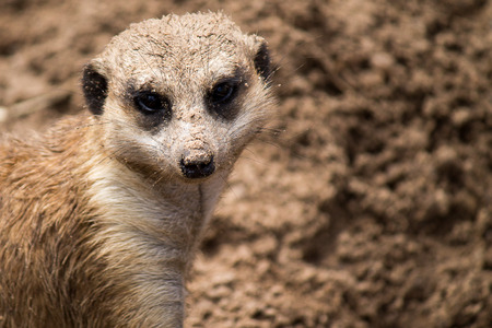 dirty meerkat posing の写真素材