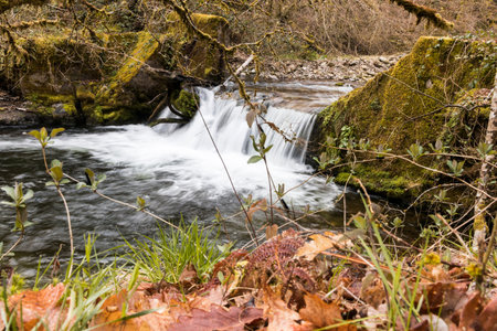 Asturias, Spain. The Muniellos Nature Reserve (Reserva natural integral), protected area of woodland...
