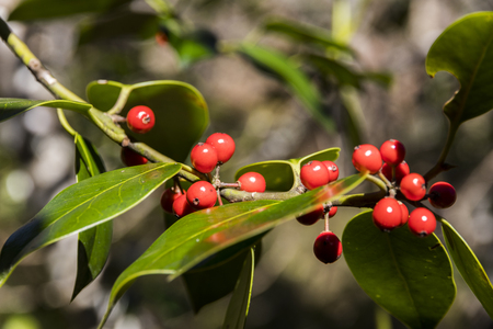 Asturias, Spain. European holly (Ilex aquifolium) foliage with red berries at the Muniellos nature reserveの写真素材