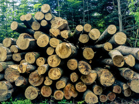 Stacked trees in a forestの写真素材