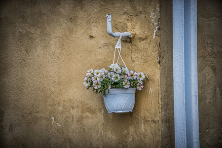 A white pot of pansies hanging on the yellow wallの写真素材