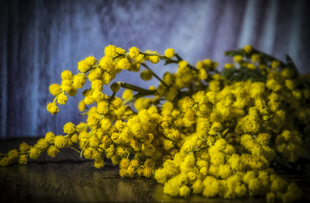 Yellow mimosa flowers on a tableの写真素材