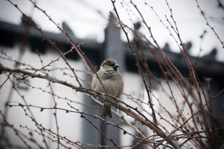 A single sparrow on a branch of a thorn tree