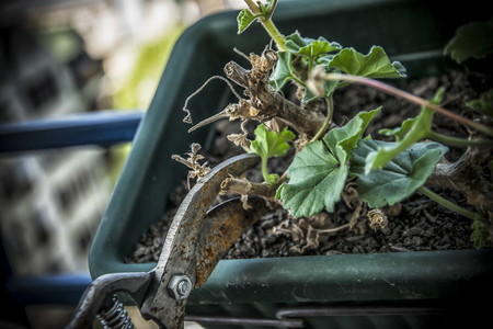 A close-up of gardening scissors trimming a geranium in a potの写真素材