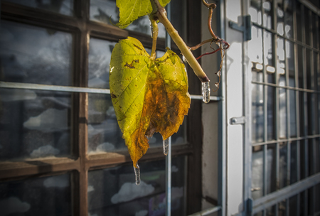 A dry leaf with icicles in front of a windowの写真素材