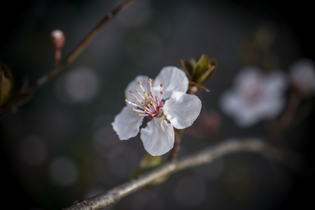 A close-up of a branch with white blossom in early springの写真素材