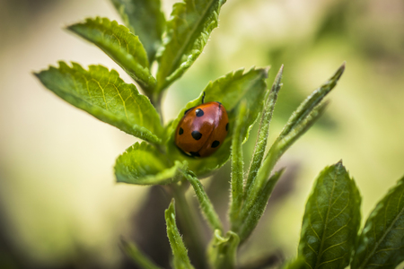A close-up of a ladybug on a branch in springの写真素材