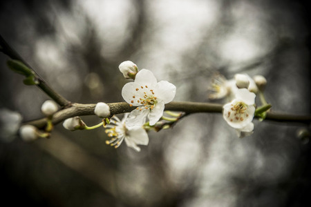 A close-up of a branch with white blossom in early springの写真素材